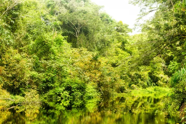 Tema Hutan Amazon — Stok Foto