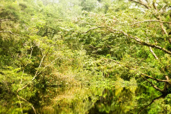 Amazonas djungeltema — Stockfoto