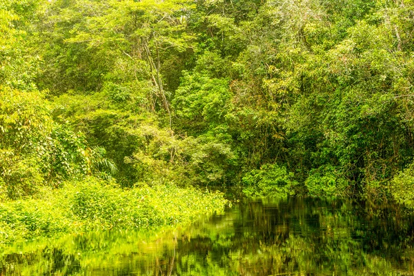 Vegetación de la selva amazónica — Foto de Stock