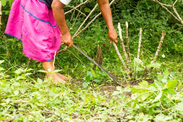 Cassave Plant cultuur — Stockfoto