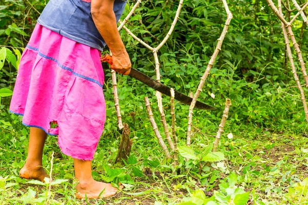 Cultivo de la planta de mandioca — Foto de Stock