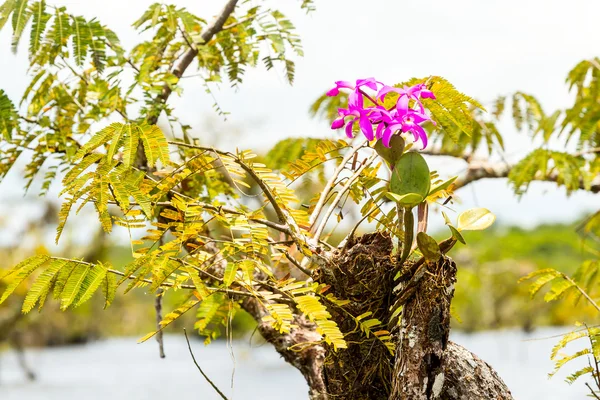 Paarse orchidee bloem — Stockfoto