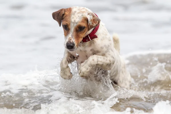 Jack Russell Terrier spelen in golven — Stockfoto