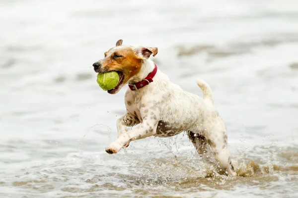 Gelukkige hond met bal op het strand — Stockfoto
