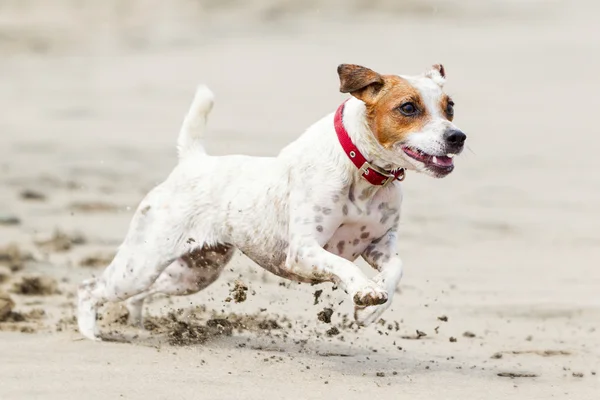 Jack Russell Terrier na plaży — Zdjęcie stockowe