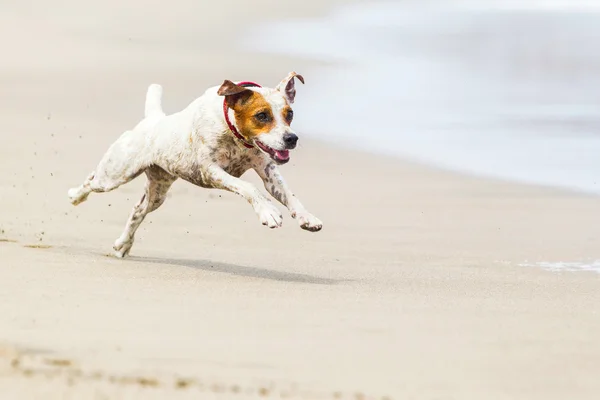 Jack Russell Terrier en la playa —  Fotos de Stock