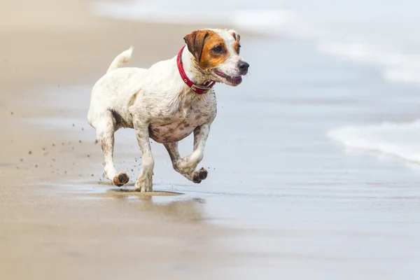 Jack Russell Terrier en la playa —  Fotos de Stock