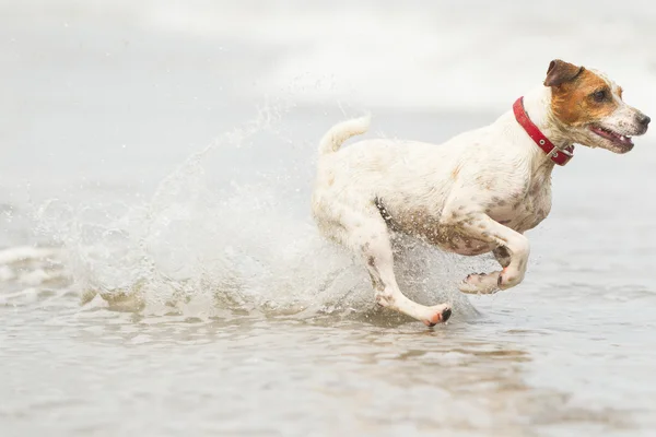 杰克罗素梗犬在海滩上 — 图库照片