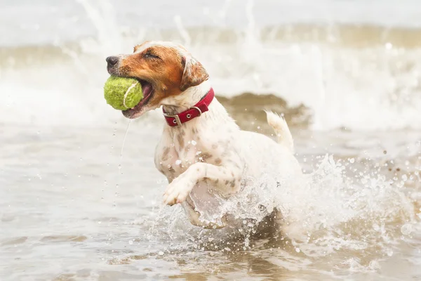 Gelukkige hond met bal op het strand — Stockfoto