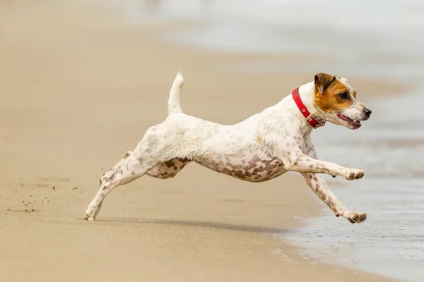 Jack Russell Terrier en la playa —  Fotos de Stock