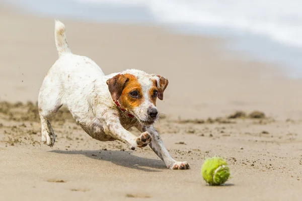 Pequeño perro persiguiendo bola — Foto de Stock