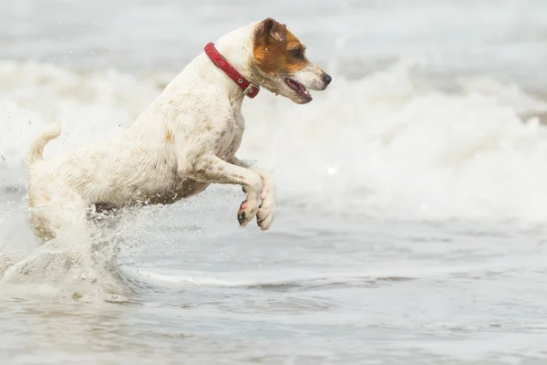 Jack Russell Terrier na plaży — Zdjęcie stockowe