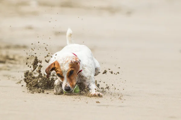 stock image Small Dog High Speed Action