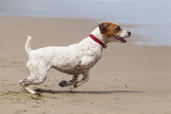 Hond hoge snelheid actie — Stockfoto