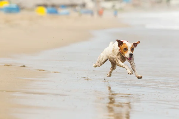 Perro pequeño acción tiro —  Fotos de Stock