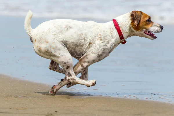 Acción de alta velocidad para perros — Foto de Stock