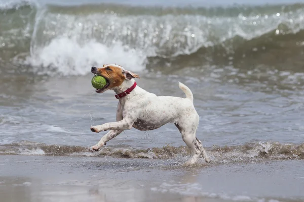 Gelukkige hond met bal — Stockfoto