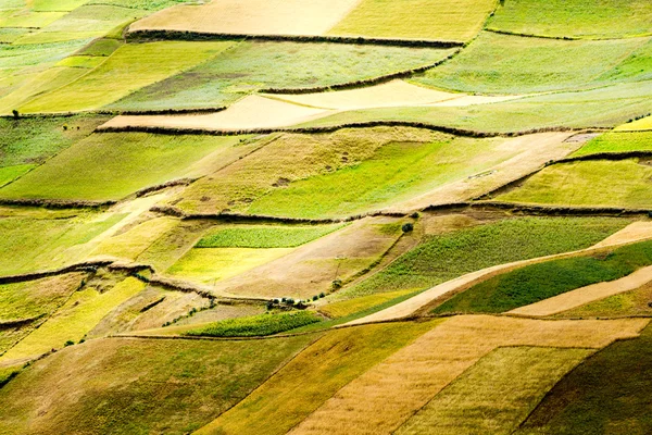 Agriculture de haute altitude en Équateur — Photo