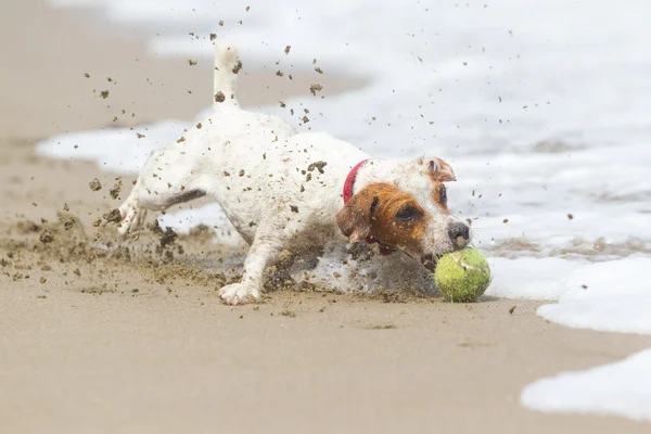 Aksi Kecepatan Tinggi A Jack Russell Parson Terrier — Stok Foto