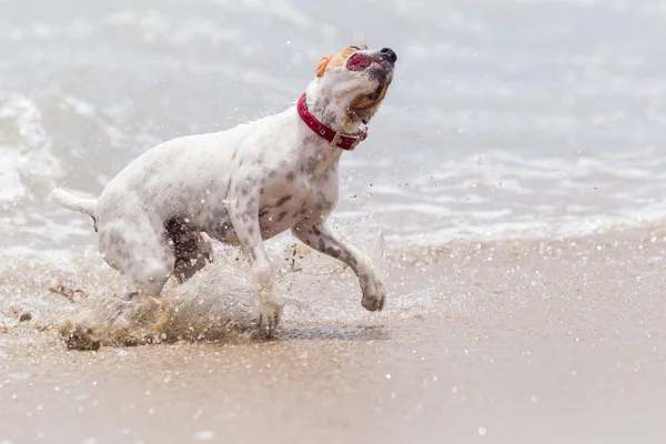 Hond hoge snelheid actie — Stockfoto