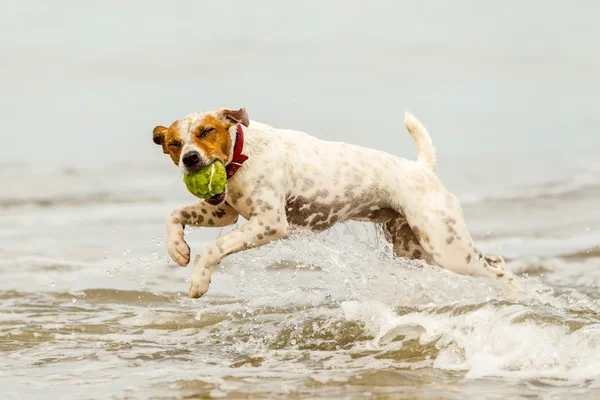 快乐狗与球 — 图库照片