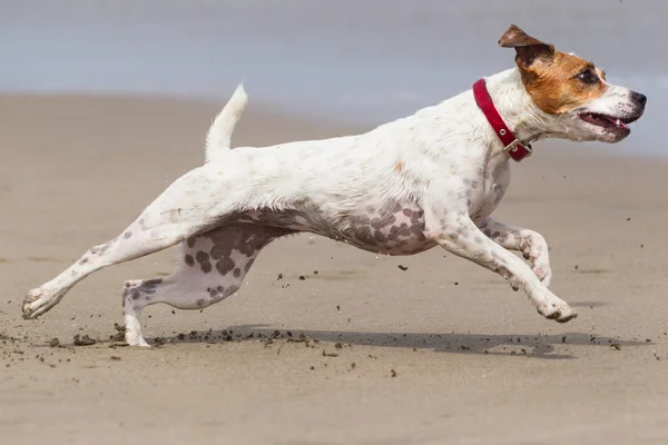 Hond hoge snelheid actie — Stockfoto