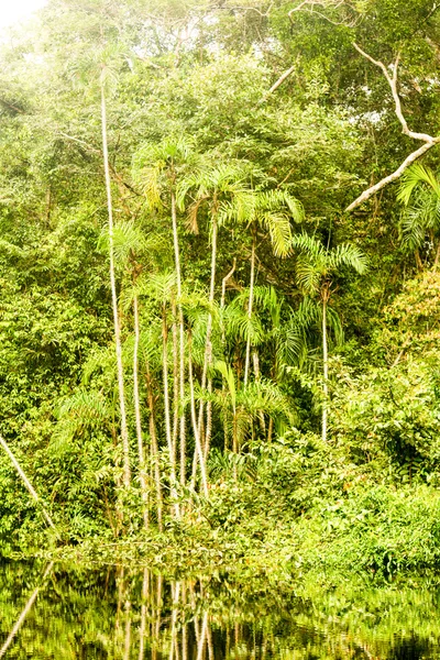 Vegetazione densa della giungla — Foto Stock