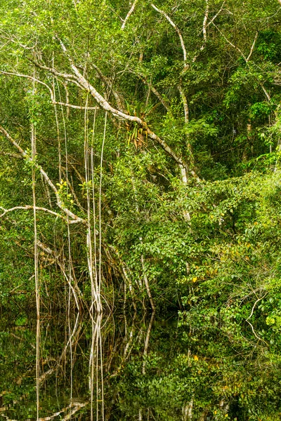 Dichte jungle vegetatie — Stockfoto