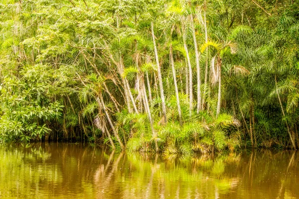 Amazone Jungle vegetatie — Stockfoto