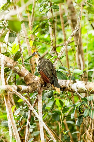 Hoatzin πουλί στην άγρια φύση — Φωτογραφία Αρχείου