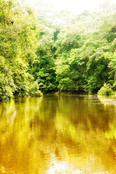 Cuyabeno Ecuador rivier — Stockfoto