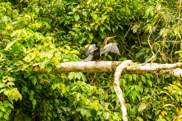 Anhinga pájaro en selva amazónica — Foto de Stock