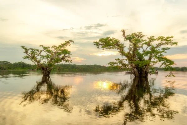 Cuyabeno Équateur Végétation Après-midi Lumière — Photo