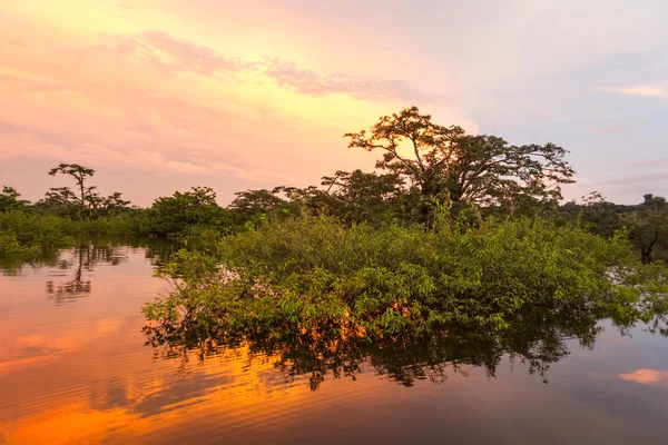 Pièce De Nature Cuyabeno Équateur — Photo