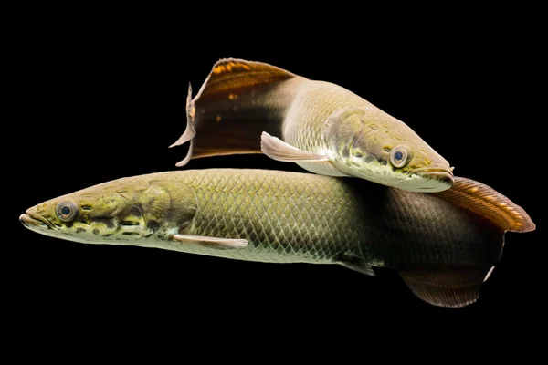 Juvenilní Arapaima Gigas a Leptosoma — Stock fotografie