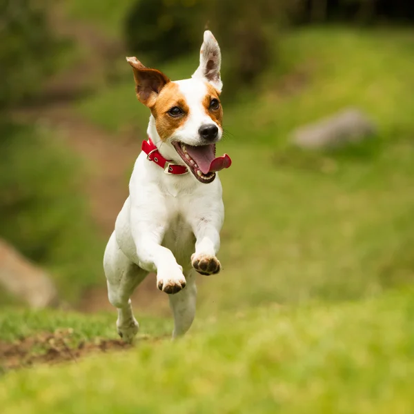 Jack Russell Terrier correndo ângulo baixo livre — Fotografia de Stock