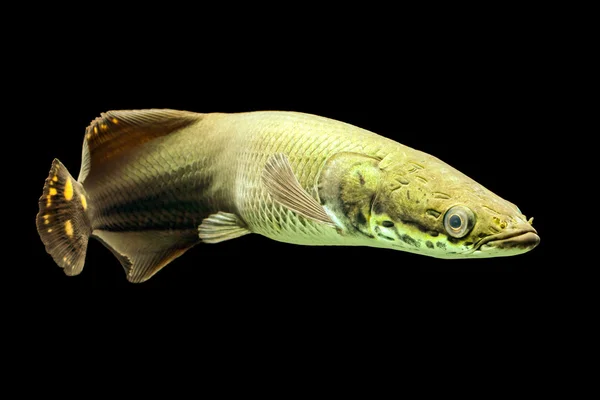 Arapaima Paiche Pirarucu — Zdjęcie stockowe