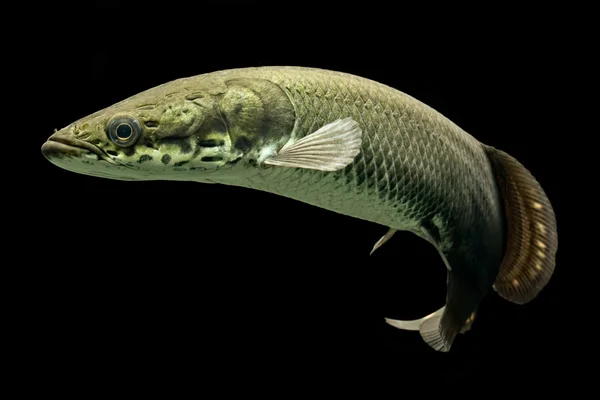 Arapaima l'un des plus grands poissons d'eau douce — Photo