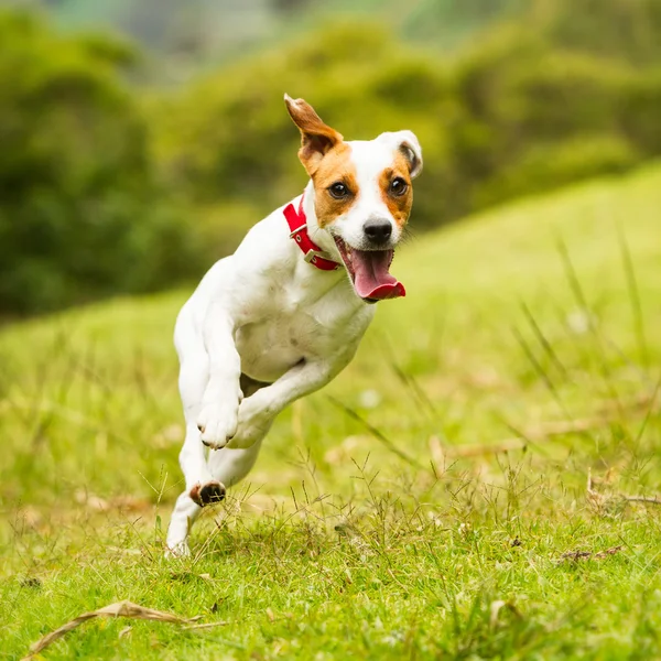 Jack Russell Parson Terrier hund - Stock-foto