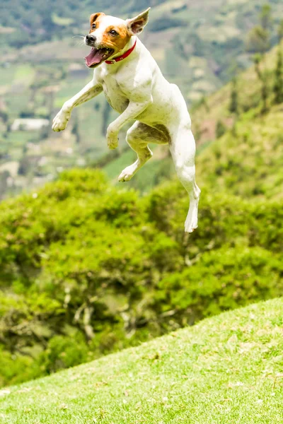 주위를 점프 하는 잭 러셀 테리어 — 스톡 사진