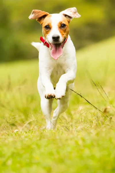 Jack Russell Parson Terrier hund - Stock-foto