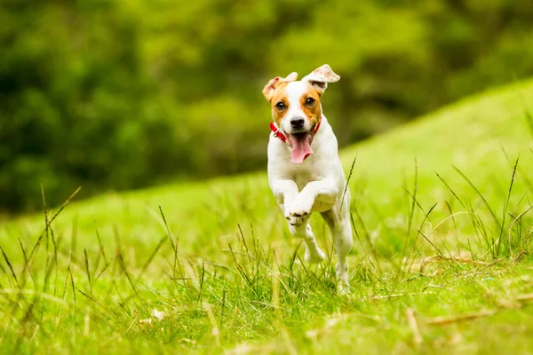 Jack Russell plébános Terrier kutya — Stock Fotó