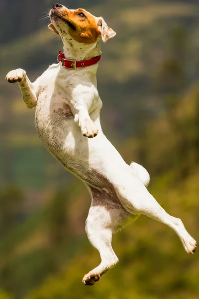 Ekstremt yndefuld Jack Russell Terrier kælling - Stock-foto