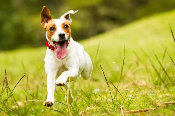 Jack Russell Parson Terrier Dog — Fotografie, imagine de stoc