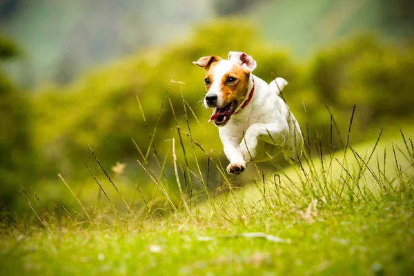 Jack Russell pastori terrieri koira — kuvapankkivalokuva