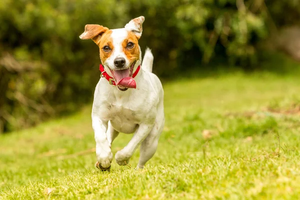 Mutlu köpek tasmasını çalıştıran — Stok fotoğraf