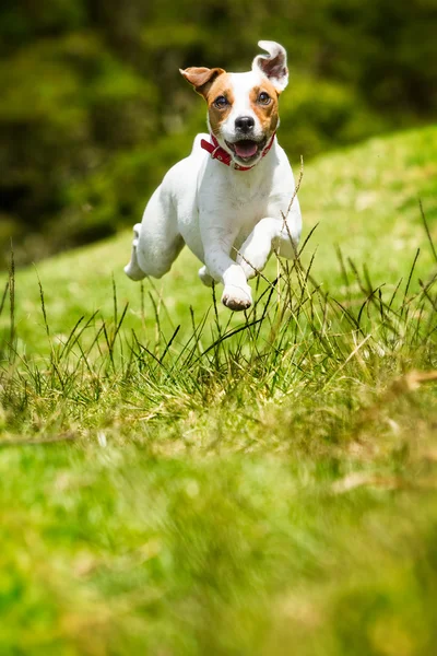 Jack Russell Pastson Terrier Hund — Stockfoto