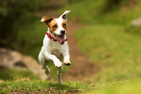 Jack Russell Terrier de Parson cachorro — Fotografia de Stock