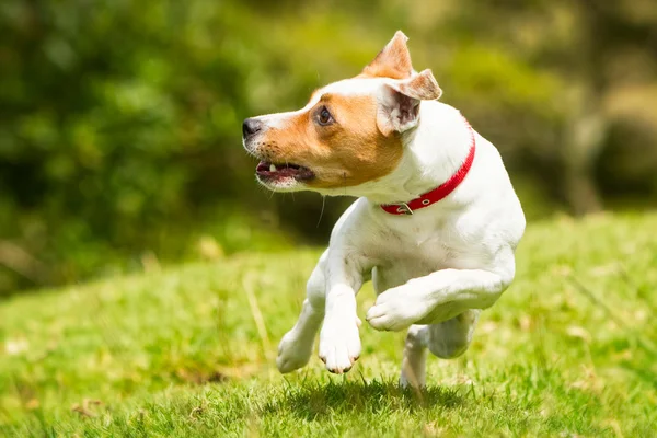 スプリング アクション犬 — ストック写真