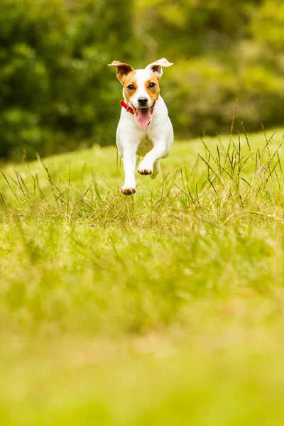 Jack Russell Parson Terrier Dog — Fotografie, imagine de stoc